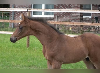 Hanoverian, Stallion, Foal (04/2026), Bay-Dark