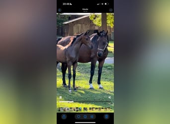 Hanoverian, Stallion, Foal (05/2025), Bay-Dark