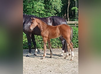 Hanoverian, Stallion, Foal (04/2025), Bay-Dark