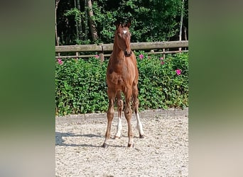 Hanoverian, Stallion, Foal (04/2025), Bay-Dark