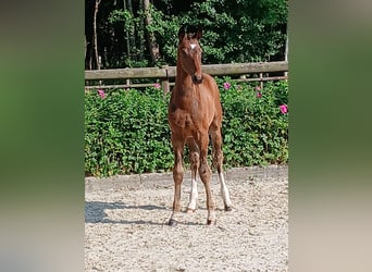 Hanoverian, Stallion, Foal (04/2025), Bay-Dark