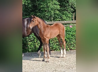 Hanoverian, Stallion, Foal (04/2025), Bay-Dark