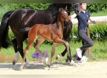 Hanoverian, Stallion, , Bay-Dark