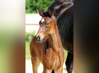 Hanoverian, Stallion, , Bay-Dark