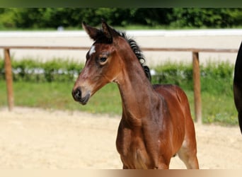 Hanoverian, Stallion, , Bay-Dark