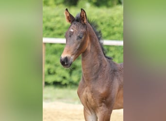 Hanoverian, Stallion, Foal (04/2025), Bay-Dark