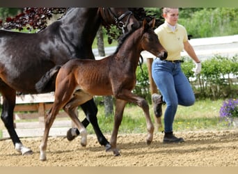Hanoverian, Stallion, Foal (04/2025), Bay-Dark
