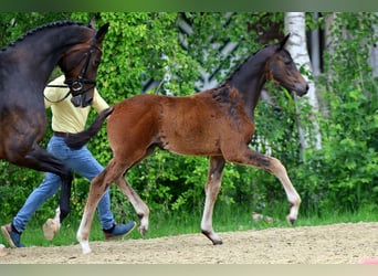 Hanoverian, Stallion, Foal (04/2026), Bay-Dark