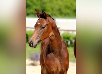 Hanoverian, Stallion, Foal (04/2025), Bay-Dark
