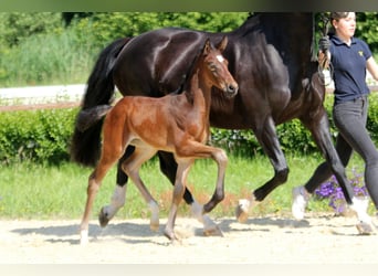 Hanoverian, Stallion, , Bay-Dark