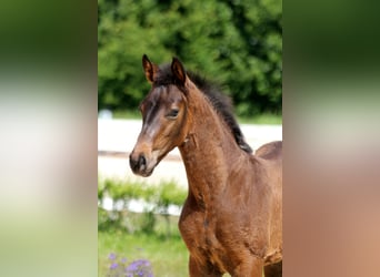 Hanoverian, Stallion, Foal (04/2025), Bay-Dark