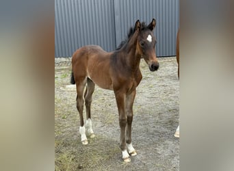 Hanoverian, Stallion, , Bay-Dark