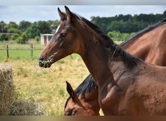 Hanoverian, Stallion, , Bay-Dark