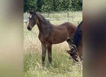 Hanoverian, Stallion, , Bay-Dark