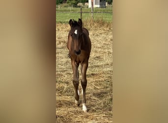 Hanoverian, Stallion, , Bay-Dark