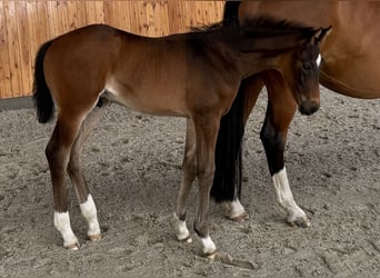 Hanoverian, Stallion, , Bay-Dark