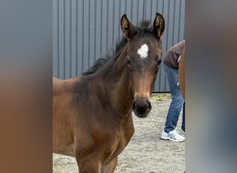 Hanoverian, Stallion, , Bay-Dark