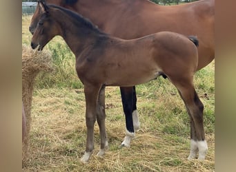 Hanoverian, Stallion, , Bay-Dark