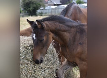 Hanoverian, Stallion, , Bay-Dark