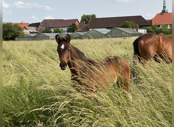 Hanoverian, Stallion, , Bay-Dark