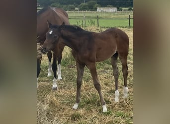 Hanoverian, Stallion, , Bay-Dark