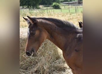Hanoverian, Stallion, , Bay-Dark