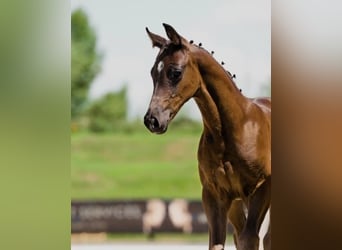 Hanoverian, Stallion, , Bay-Dark