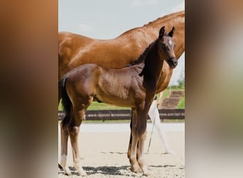 Hanoverian, Stallion, , Bay-Dark