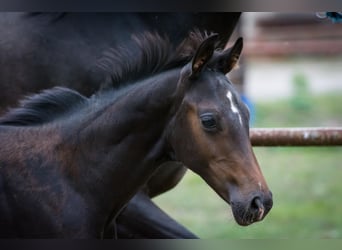 Hanoverian, Stallion, Foal (05/2025), Bay-Dark