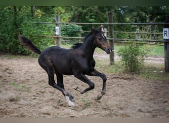 Hanoverian, Stallion, Foal (05/2025), Bay-Dark