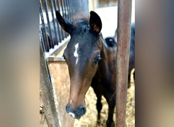 Hanoverian, Stallion, Foal (05/2025), Bay-Dark