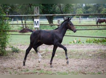 Hanoverian, Stallion, Foal (05/2025), Bay-Dark