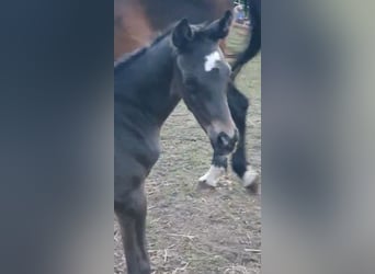 Hanoverian, Stallion, Foal (05/2026), Bay-Dark