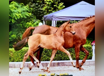 Hanoverian, Stallion, Foal (05/2024), Bay-Dark