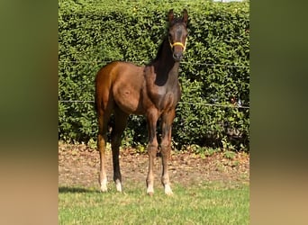 Hanoverian, Stallion, Foal (06/2026), Bay-Dark