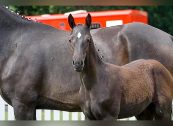 Hanoverian, Stallion, , Bay-Dark