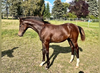 Hanoverian, Stallion, Foal (04/2024), Bay-Dark