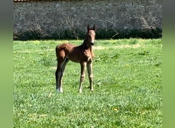 Hanoverian, Stallion, Foal (03/2025), Bay-Dark