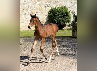 Hanoverian, Stallion, Foal (03/2025), Bay-Dark