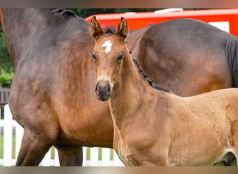 Hanoverian, Stallion, , Bay-Dark