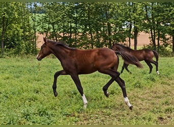 Hanoverian, Stallion, Foal (03/2026), Bay-Dark