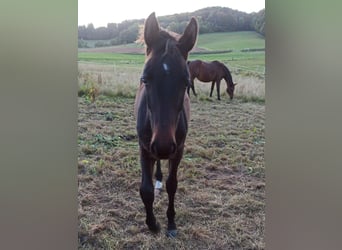Hanoverian, Stallion, Foal (03/2026), Bay-Dark