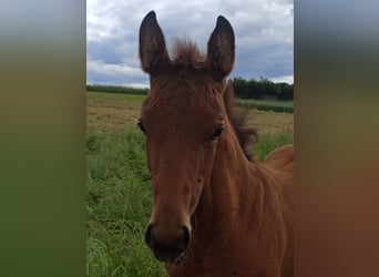 Hanoverian, Stallion, Foal (03/2026), Bay-Dark