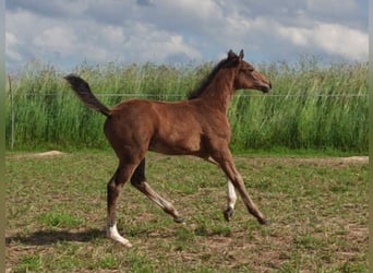 Hanoverian, Stallion, Foal (03/2026), Bay-Dark