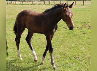 Hanoverian, Stallion, Foal (05/2025), Bay-Dark