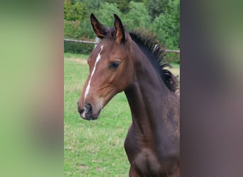 Hanoverian, Stallion, Foal (05/2025), Bay-Dark
