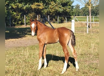 Hanoverian, Stallion, Foal (07/2026), Bay-Dark