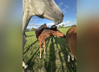 Hanoverian, Stallion, Foal (05/2025), Bay-Dark