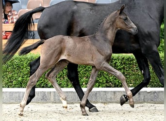 Hanoverian, Stallion, Foal (06/2025), Black