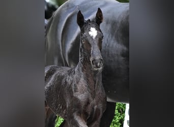 Hanoverian, Stallion, , Black
